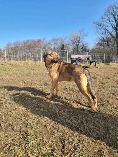 Zeigt mal die schönsten Bilder von euren Hunden !-Beitrag-Bild