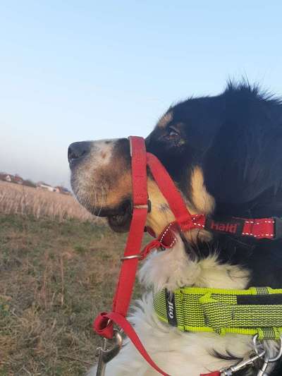 Tierschutzhund ist meine Lieblingsrasse-Beitrag-Bild