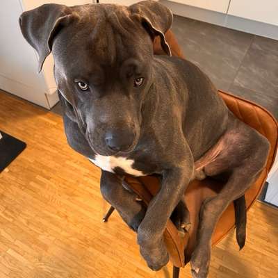 Hundetreffen-Junger Cane Corso sucht Freunde zum toben-Bild