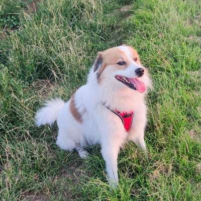 Hundetreffen-Hundetreffen soziale Kontakte Gassitour-Bild