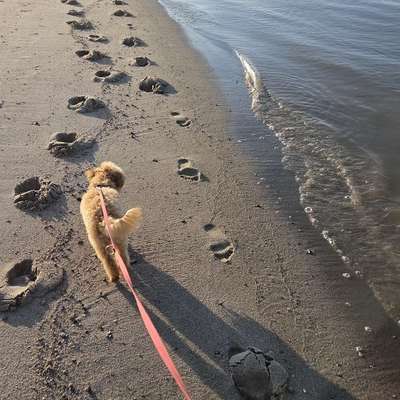 Hundetreffen-Spaziergang 🐕🐶-Bild