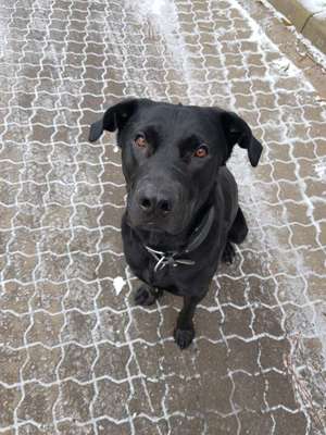 Hundetreffen-Wanderung durch die Rüdigsdorfer Schweiz-Bild