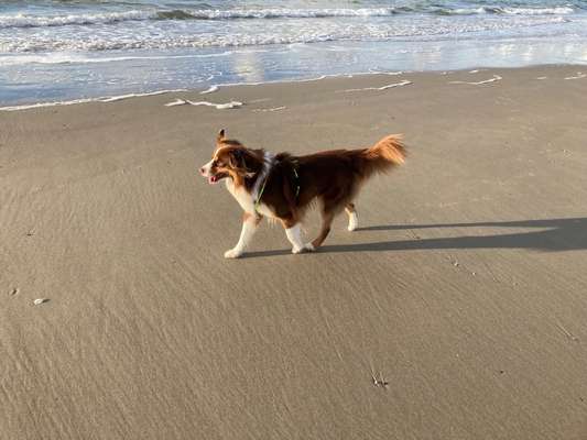 Australian Shepherd Freunde/innen-Beitrag-Bild