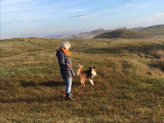 Hundetreffen-Suche Gassirunde mit  American Mini Shepherd oder Australien Shepherd-Bild