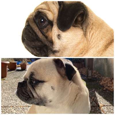 Unsere Fellnasen-Vielfalt im Überblick!-Beitrag-Bild