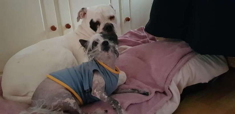 Dogorama Photo Challenge - Gegensätze-Beitrag-Bild