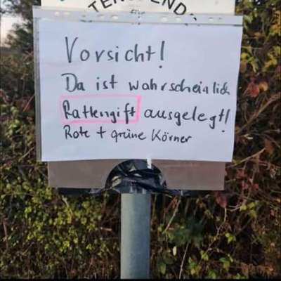 Giftköder-Evtl Giftköder/Rattengift?!-Bild