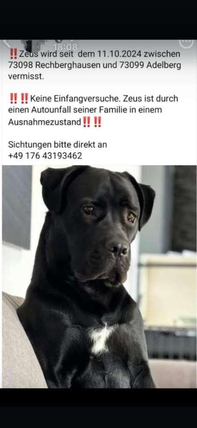 Entlaufene, Gefundene und Vermisste Hunde-Beitrag-Bild