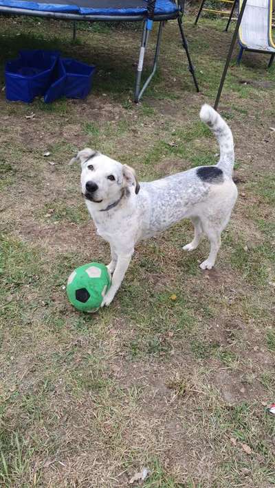 Hundetreffen-Suchen hunde zum toben und spazieren gehen-Bild