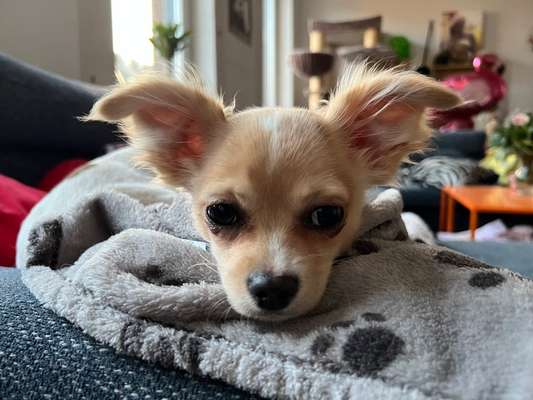 Hundetreffen-Welpentreffen für kleine Hunderassen in Saarbrücken-Bild