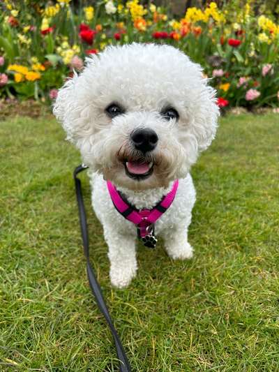 Bichon Friese-Beitrag-Bild