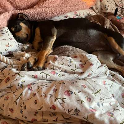 Hundetreffen-Hundewiese Wickrath-Bild