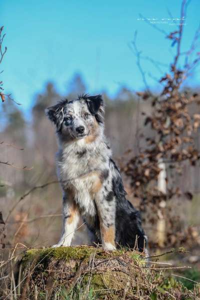 Hundetreffen-Abschaltraining/ Stadttraining-Bild