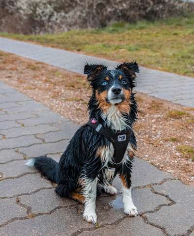 Dogorama-Monats-Challenge-Mai "Wasser"-Beitrag-Bild