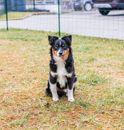 Welpen Bilder !-Beitrag-Bild