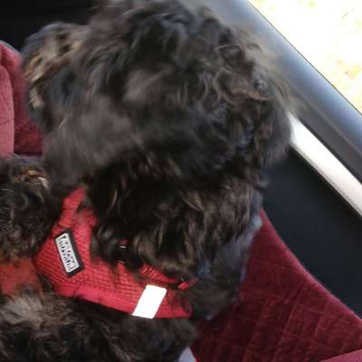 Hundetreffen-Welpentreffen im Raum Pocking Griesbach-Profilbild
