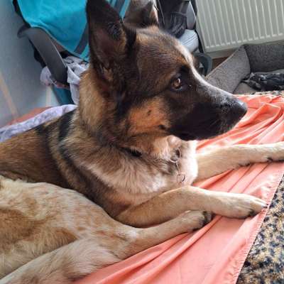 Hundetreffen-Gassi/Spiele Treffen-Bild