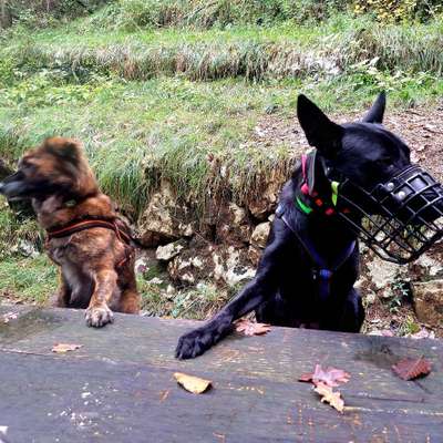 Hundetreffen-Chaoten Treffen-Bild