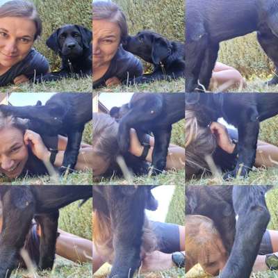 21. Collage Challenge 
Du und dein Hund-Beitrag-Bild