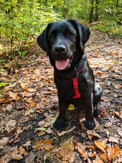 Foto -Challenge  Thema : Dein Hund Im Wald-Beitrag-Bild