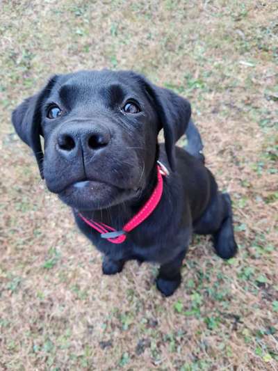 Labradorfans-Beitrag-Bild