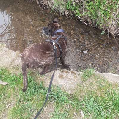 Dogorama-Monats-Challenge-Mai "Wasser"-Beitrag-Bild