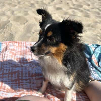 Hundetreffen-Hundefreunde gesucht