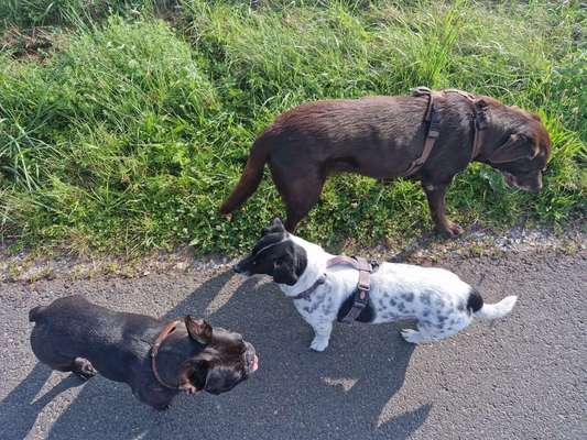Hundetreffen-Hundetreff zum Trainieren-Bild