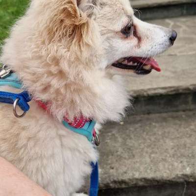 Panikgeschirr für Pomeranian-Mix-Beitrag-Bild