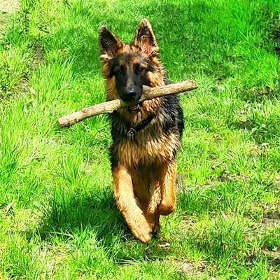 Die Dogorama Monats Challenge "Es grünt und blüht"-Beitrag-Bild