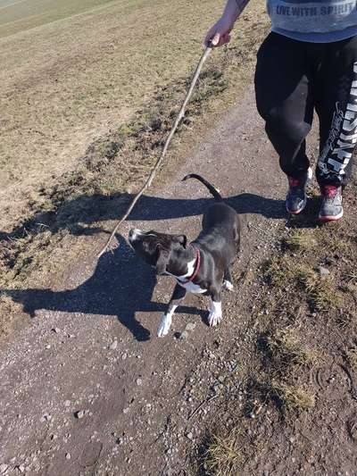 Hundetreffen-Gassigruppe rund um Altmittweida-Bild