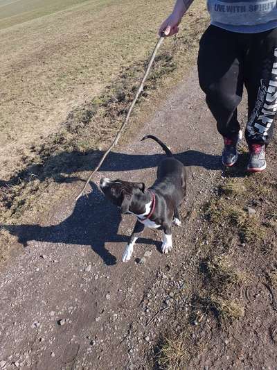 Hundetreffen-Gassigruppe rund um Altmittweida-Bild