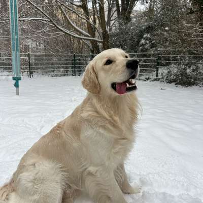 Hundetreffen-Spielfreunde auf dem Kaßberg-Bild