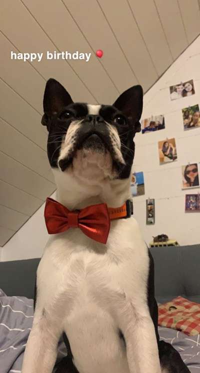 Boston Terrier Liebhaber❤️-Beitrag-Bild