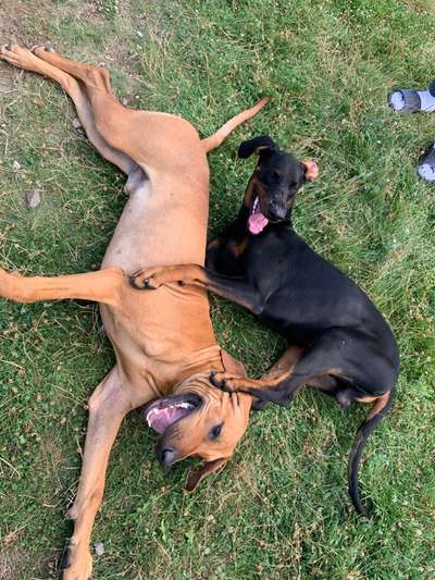 Hundetreffen-Spielrunde-Bild