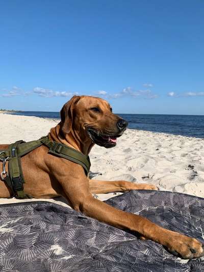 Rhodesian Ridgeback-Beitrag-Bild