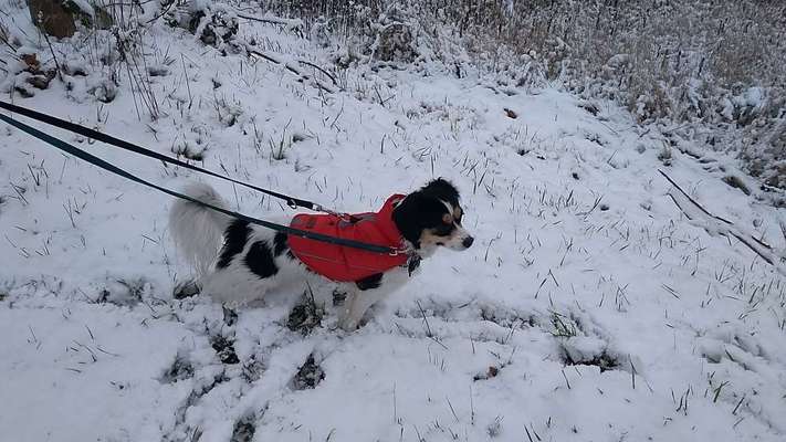 Wo habt ihr eure Hunde her ?-Beitrag-Bild