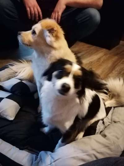 Wo habt ihr eure Hunde her ?-Beitrag-Bild