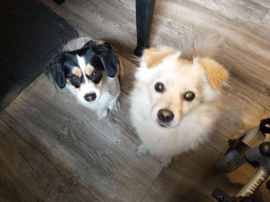 Hunde vom Tierschutzverein 🐕♥️-Beitrag-Bild