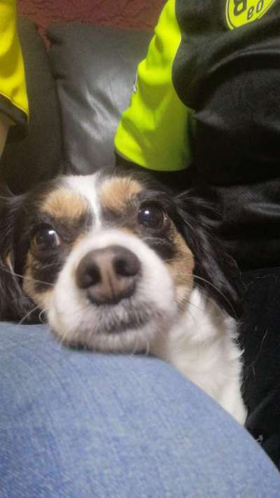 Dogorama Photo Challenge - Hundeblick zum hinschmelzen-Beitrag-Bild