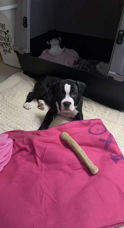 Mischlinge raten - Rätselspaß-Beitrag-Bild