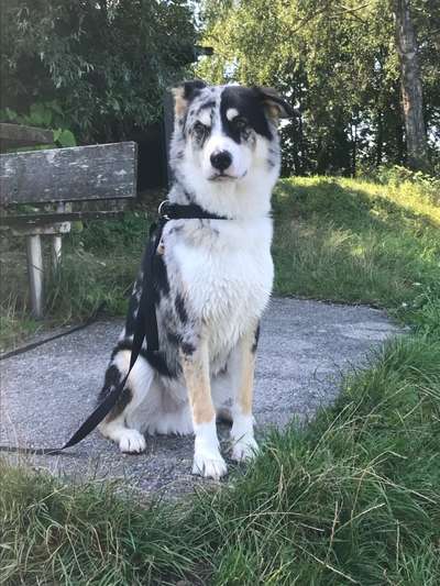 Australian Shepherd Mix-Beitrag-Bild