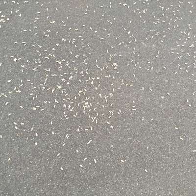 Giftköder-Entwarnung! Weiße Pellets-Bild