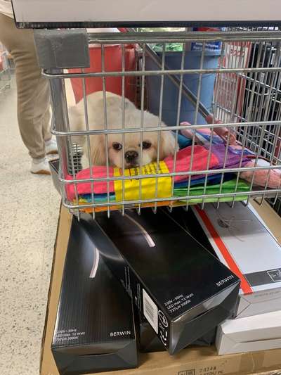 Pekinese/Pekingese-Beitrag-Bild