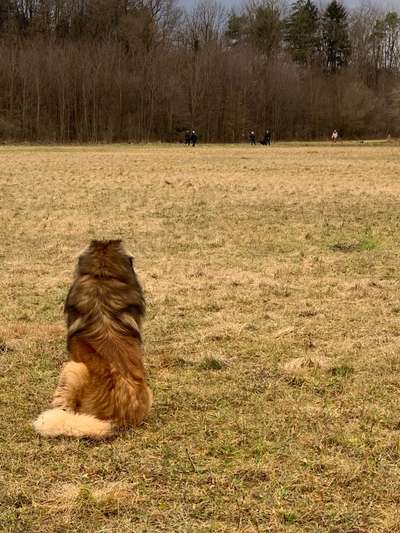 Hundetreffen-Siebentischwald Stempflesee-Bild