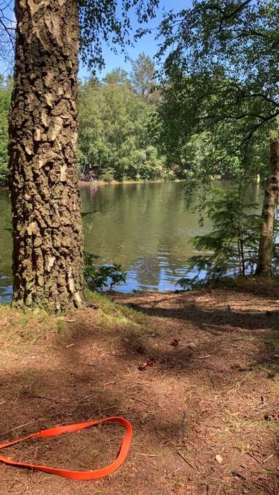 Hundeauslaufgebiet-Sandersfeld-Bild