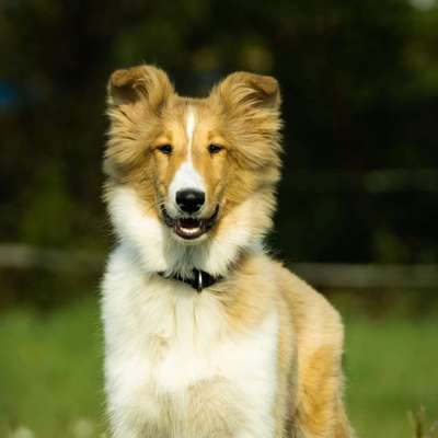 Hundetreffen-Welpentreffen