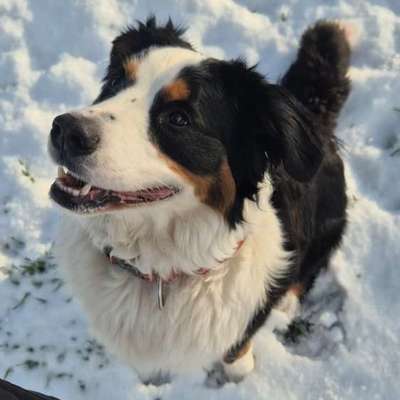 Hundetreffen-Berner Treffen im Emsland-Bild