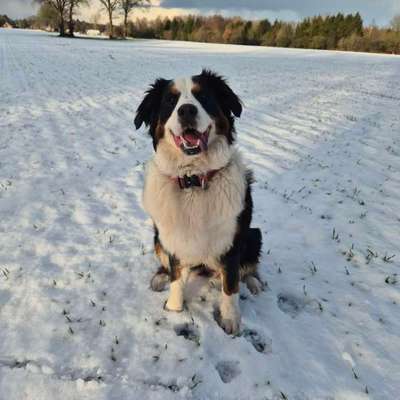 Berner Sennen-Beitrag-Bild