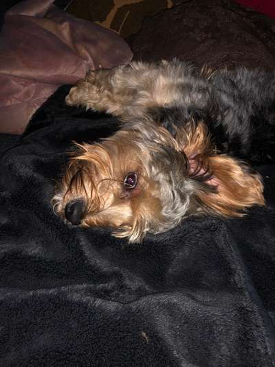 Yorkshire Terrier-Beitrag-Bild